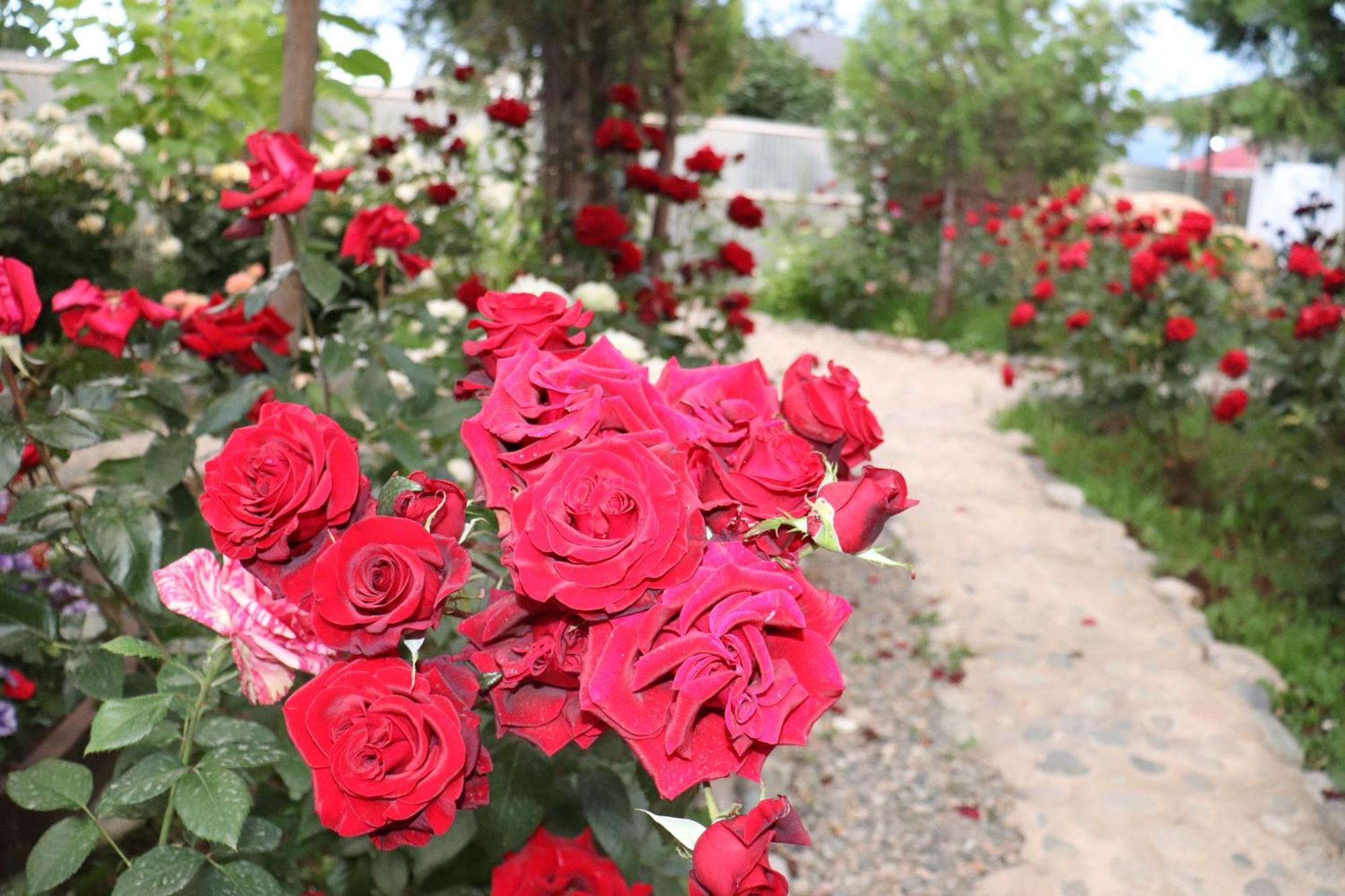 קראקול Happy Nomads Yurts & Hostel מראה חיצוני תמונה